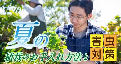 夏の植栽のお手入れ方法と害虫対策