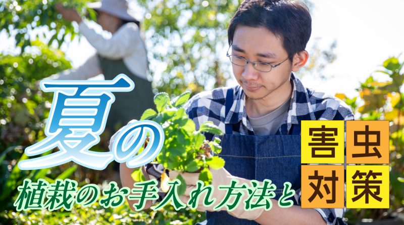 夏の植栽のお手入れ方法と害虫対策